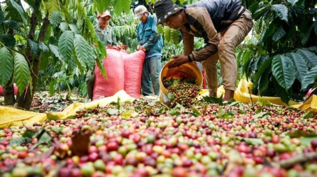 Cơ Hội Lợi Nhuận Khi Giao Dịch Hàng Hóa Tại Việt Nam